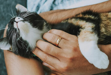 A quick solutions for daily pet care