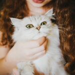 The importance of playtime for cats