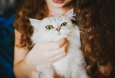 The importance of playtime for cats