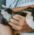 A quick solutions for daily pet care