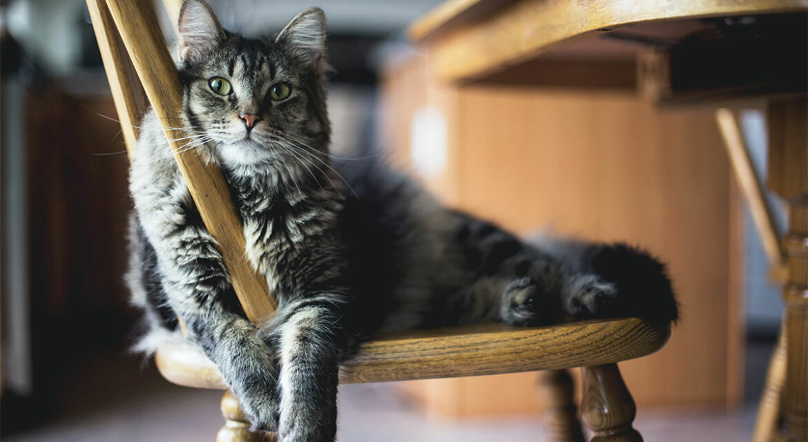 Work From Home with a Pet