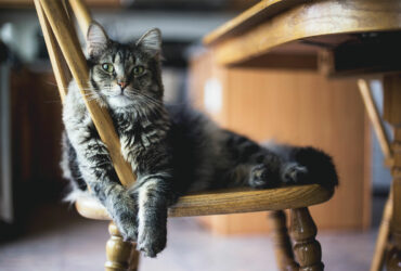 Work From Home with a Pet