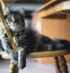 Work From Home with a Pet