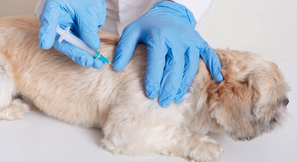 The Ultimate Guide to Pet Vaccinations in South Africa