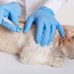 The Ultimate Guide to Pet Vaccinations in South Africa