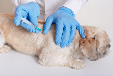 The Ultimate Guide to Pet Vaccinations in South Africa