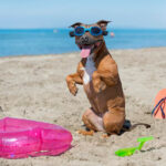 How to Prepare Your Pet for South African Weather