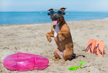 How to Prepare Your Pet for South African Weather